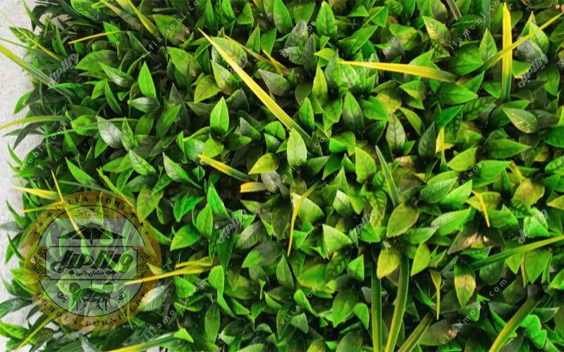 گرین وال و دیواره سبز مدل لیندا فلفلی