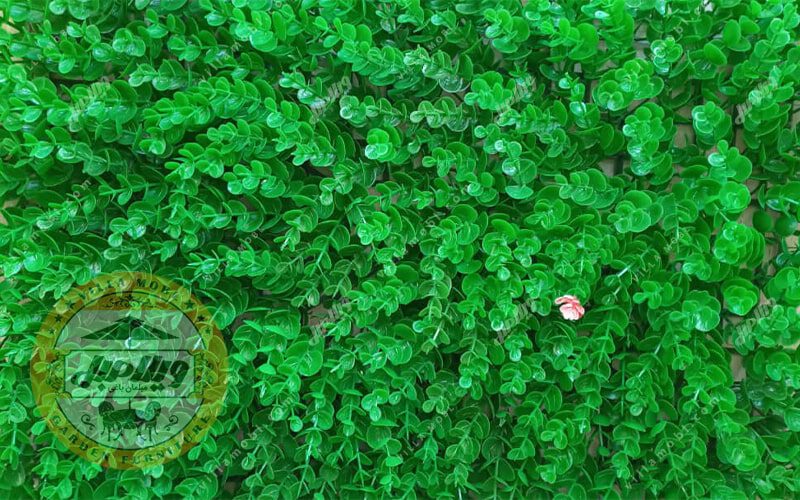 گرین وال و دیواره سبز مدل شمشادی ریز